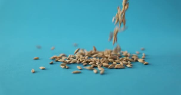 Зерна Пшеницы Высыпались Кучу Голубом Фоне Студии Реклама Продуктов Питания — стоковое видео