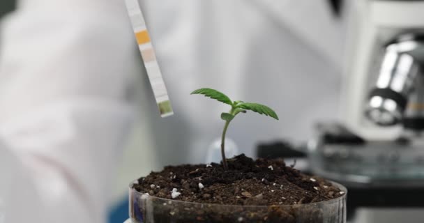 科学者は大麻植物を育てるために指標紙を使用して土壌肥沃度のテストを行います 実験室での医療目的のための成長薬の概念 — ストック動画