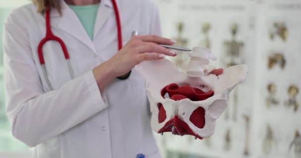 Médico Uniforme Trabajo Apunta Pluma Esqueleto Modelo Huesos Pelvis Humana — Vídeo de stock
