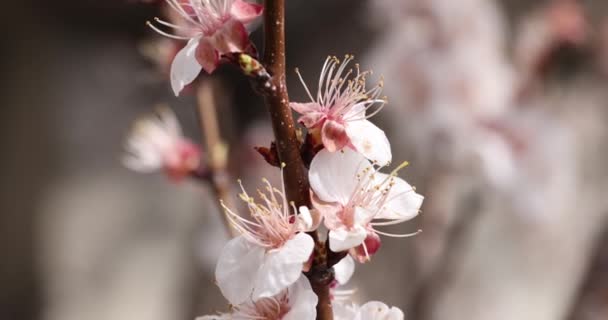 Wiśniowa Gałąź Drzewa Owocowego Kwiatami Kwitnie Ogrodzie Wiosnę Kwitnąca Natura — Wideo stockowe