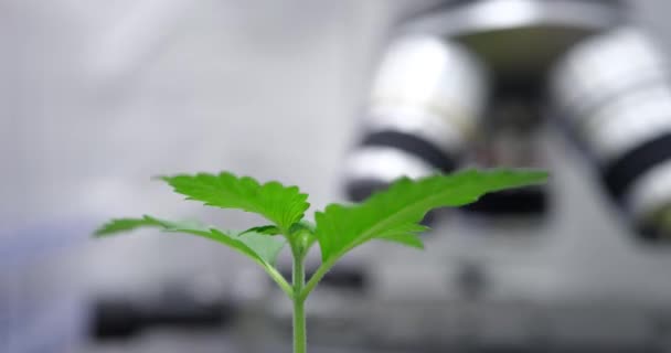 Des Pousses Plantes Vertes Émergent Sol Laboratoire Cultiver Cannabis Laboratoire — Video
