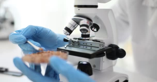 Naukowiec Bierze Grykę Łyżką Pod Mikroskop Gryka Testowa Laboratorium — Wideo stockowe