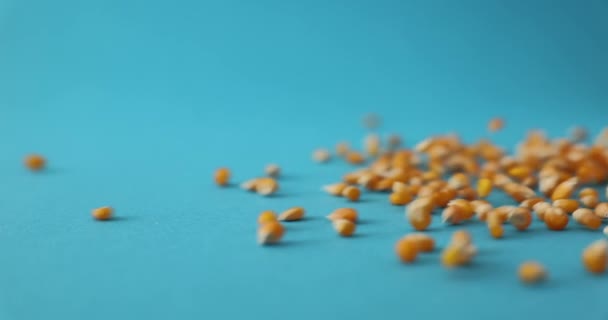 Falling Corn Seeds Blue Background Corn Kernel Harvesting Raw Yellow — Stock Video