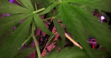 Profesyonel çiftlikte işlenmeye hazır esrar bitkileri yetiştiriyorum. Marihuana laboratuvarda yetişir
