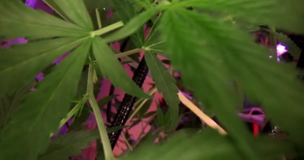 Tumbuh Tanaman Ganja Siap Diproses Pertanian Profesional Marijuana Tumbuh Laboratorium — Stok Video