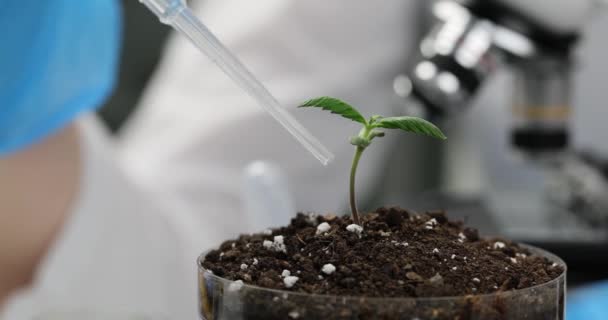 Amostra Brotos Fertilizado Com Soro Leite Experimentos Com Broto Botânica — Vídeo de Stock