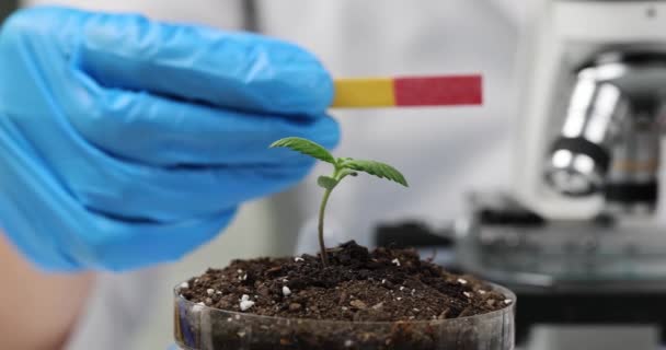 Wissenschaftler Agronom Hält Teststreifen Und Keimt Mit Erde Petrischale Botanik — Stockvideo
