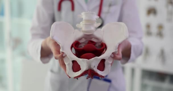 Modello Medico Anatomia Delle Articolazioni Dell Anca Clinica Anatomia Dei — Video Stock