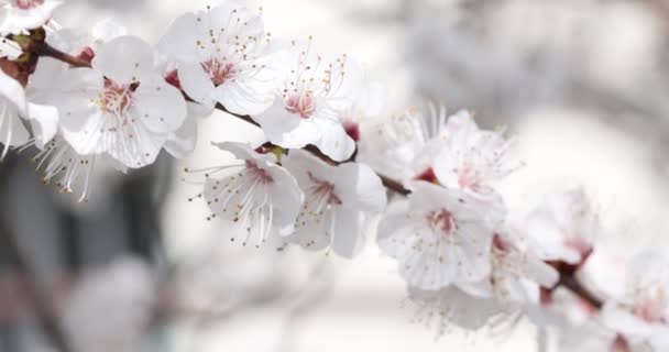 Kersenbloemen Close Bloeien Lente Kersenboom Natuur Het Voorjaar — Stockvideo