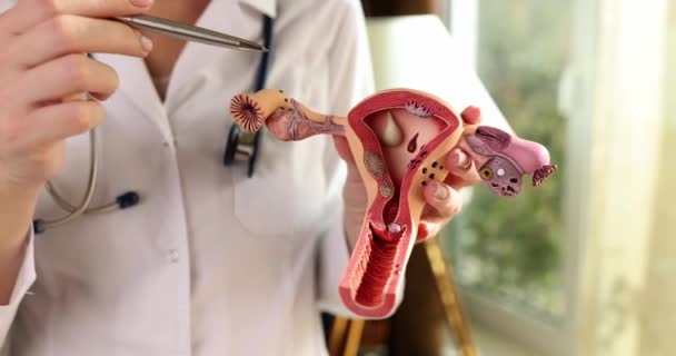 妇科医生用笔尖指向子宫和卵巢的解剖模型 医生证明女性生殖器官的结构 — 图库视频影像