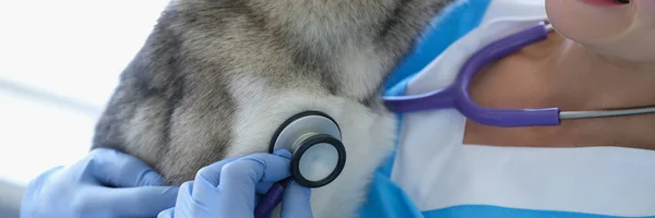Veterinarian Examines Husky Dog Stethoscope Veterinary Clinic Veterinarian Services Concept — Fotografia de Stock