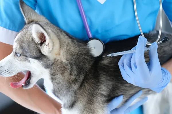Husky Cão Picada Injeção Clínica Veterinária Vacinação Inoculação Para Animais — Fotografia de Stock