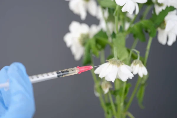 用医用注射器刺穿的枯萎的白色菊花 延长青年概念的创造性概念 — 图库照片