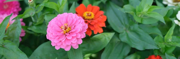 Orange Pink Gerbera Flower Summer Garden Ornamental Garden Plant Concept — Stockfoto