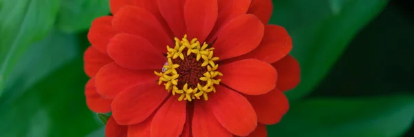 Όμορφη Καλοκαιρινή Κόκκινη Ζέρμπερα Κοντινό Κήπο Φυτεία Ζέρμπερας Και Φροντίδα — Φωτογραφία Αρχείου