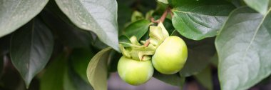 Green apple plum or peach on tree in garden. Growing fruits in garden concept