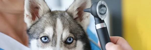 Veterinarian Performs Ear Examination Husky Dog Clinic Hearing Problem Treatment — Fotografia de Stock