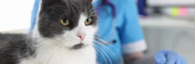 Beautiful gray white cat and veterinarian in clinic. Veterinarian services and treatment of animals concept