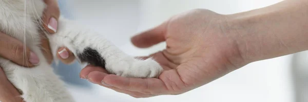 Closeup Woman Hand Holding Paw Domestic Tabby Cat Love Animals —  Fotos de Stock