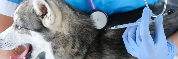 Husky Cão Picada Injeção Clínica Veterinária Vacinação Inoculação Para Animais — Fotografia de Stock
