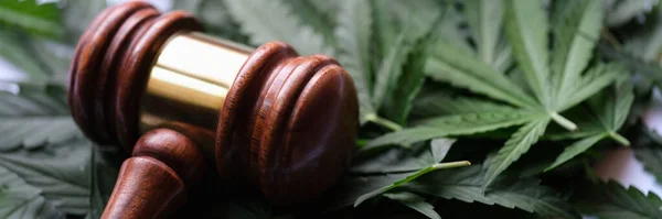 Gavel Judge Lying Green Leaves Marijuana Closeup Illegal Drug Production — Stockfoto