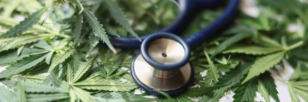 Medizinisches Stethoskop Das Auf Grünen Blättern Von Marihuana Nahaufnahme Liegt — Stockfoto