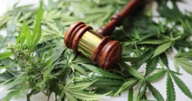 Yargıç tokmak ve yeşil kenevir marihuana yakın çekim yapar. Yasadışı marihuana kaçakçılığından sorumlu
