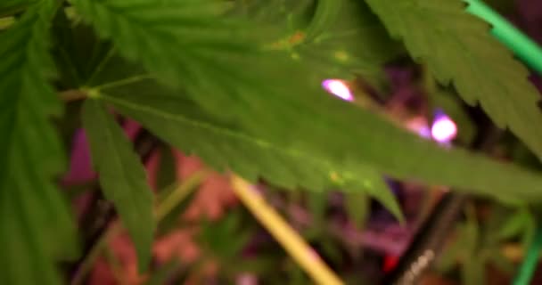 Cultivo Procesamiento Plantas Marihuana Cannabis Una Granja Profesional Negocios Drogas — Vídeos de Stock
