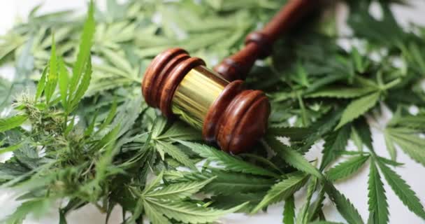 法官Gavel和绿色大麻离开特写镜头 非法贩运大麻的责任 — 图库视频影像