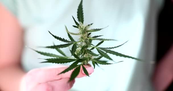 妇女的手拿着绿叶大麻叶植物与芽和叶子 大麻种植概念 — 图库视频影像