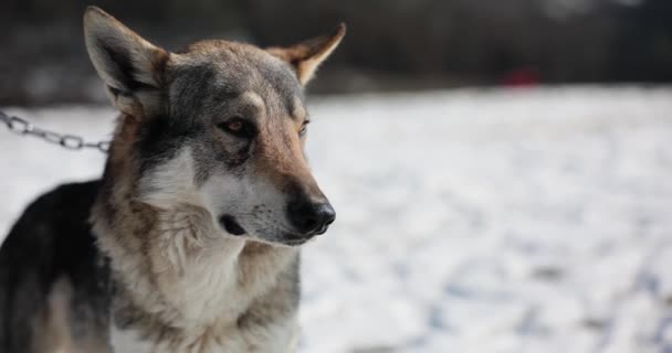 Houtwolf Hond Sneeuw Aan Ketting Illegale Vangst Van Dieren — Stockvideo