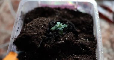 Gardener pours soil into pot with sprout closeup. Home plant growing