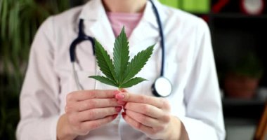 Doctor holds leaf of Sativa Cannabis plant for use of THC herbs for medicinal purposes. Treatment of diseases with marijuana