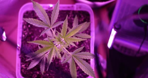 Marijuana Plant Biological Laboratory Purple Growing Marijuana Home — Vídeos de Stock