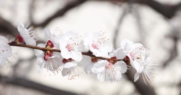 Bloeiende Bloemen Met Witte Bloemblaadjes Meeldraden Fruitboom Tak Kersenbloesems Het — Stockvideo
