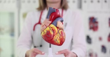 Doktor kalbin anatomik bir modelini tutuyor, yakın plan. Organ nakli, klinik