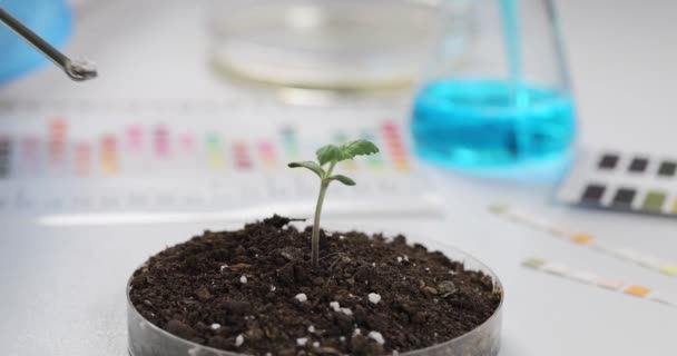Laboratorium Ręce Pęsetą Dodają Nawozu Gleby Zbliżenie Uprawa Roślin Biologia — Wideo stockowe