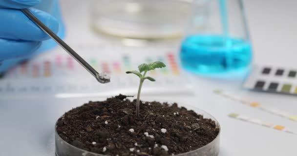 Chemik Dodaje Nawozu Gleby Kiełków Zbliżenie Eksperymenty Rolnictwem — Wideo stockowe