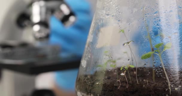 실험실에서 마이크로 시험관에서 성장하고 닫습니다 식물의 — 비디오