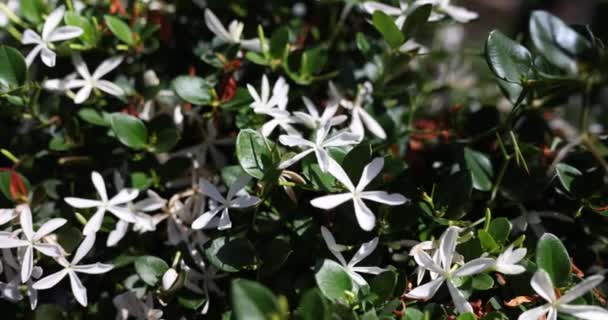 Γουίτ Άνθισε Την Αζαλέα Που Ονομάζεται Rhododendron Viscosum Γλυκό Μυρωδάτο — Αρχείο Βίντεο