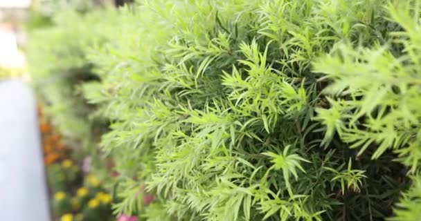 Arbust Frumos Evergreen Grădină Conceptul Gard Verde — Videoclip de stoc
