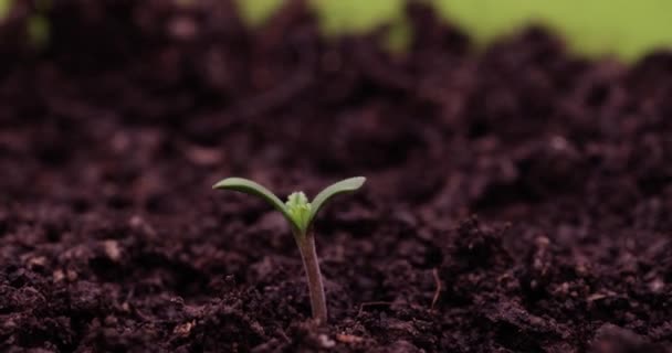 Zöld Marihuána Hajtás Pot Closeup Hyperlapse Timelapse Termesztett Növények Sorrendje — Stock videók
