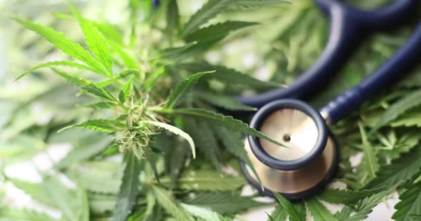 医用听诊器和绿色大麻留下特写 医疗大麻的效果和益处 — 图库视频影像