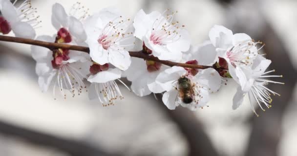 Bloemen Kersenboom Tak Lente Tuin Mooie Sakura Bloemen — Stockvideo