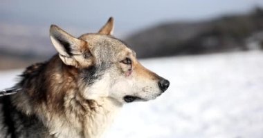 Kış manzarasındaki meraklı kurt ya da köpeğin portresi. Yalnız kurt uzaklara bakar.