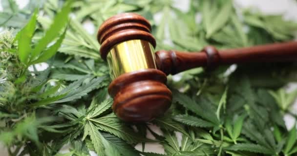 Yargıç Gavin Yeşil Marihuana Yapraklarıyla Yakından Ilgileniyor Kanun Hükmü Tıbbi — Stok video