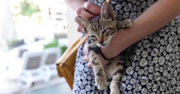 公園の女性の手に小さな縞模様の子猫 ホームレスの動物のボランティアと救済 — ストック動画