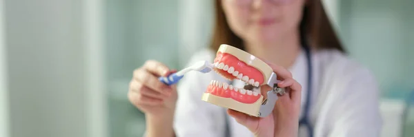 Γιατρός Δείχνει Τεχνητό Μοντέλο Της Ανθρώπινης Γνάθου Και Οδοντόβουρτσα Για — Φωτογραφία Αρχείου