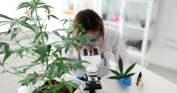 研究室でマリファナ植物の背景を顕微鏡で観察する科学者化学者 ヘンプベースの化粧品生産コンセプト — ストック動画