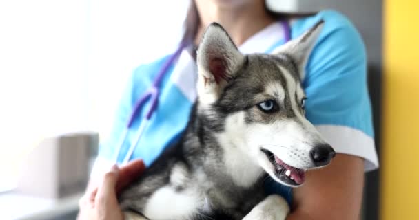 Médico Veterinário Segurando Cão Doente Ouvi Com Estetoscópio Clínica Assistência — Vídeo de Stock
